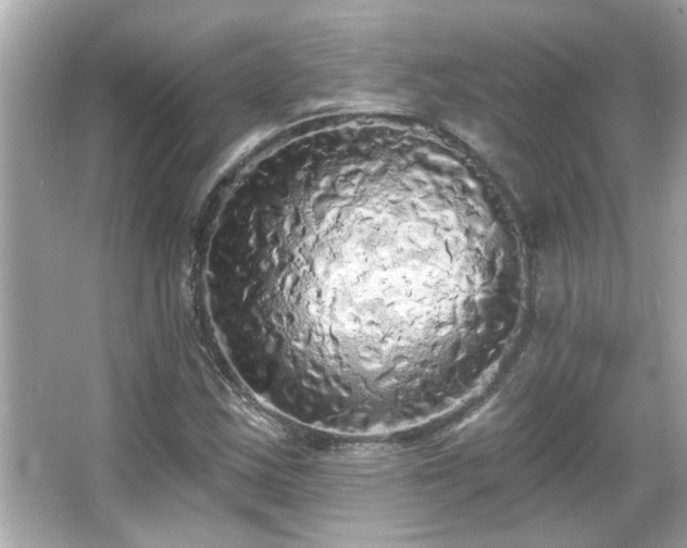 X0000066091163200603101158