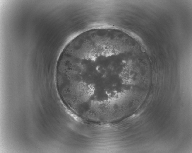 X0000066091231200603101157