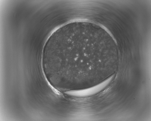 X0000066091245200603101158