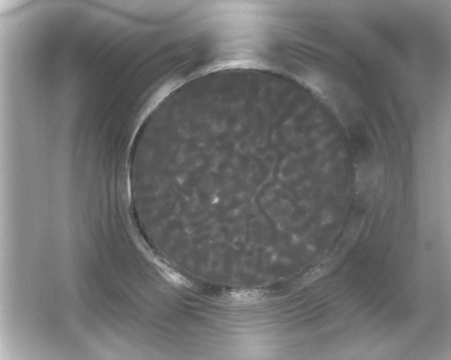 X0000066091274200603101157