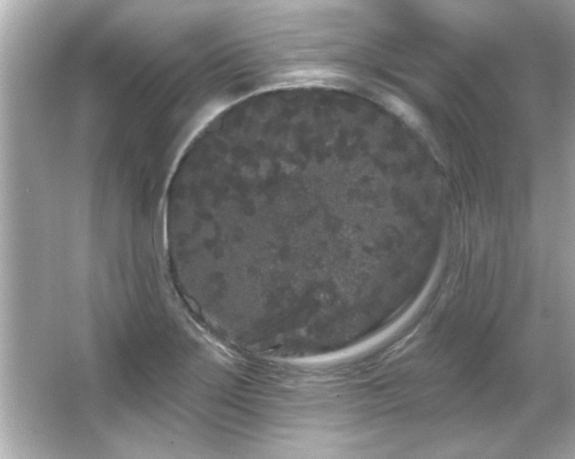 X0000066091275200603101157