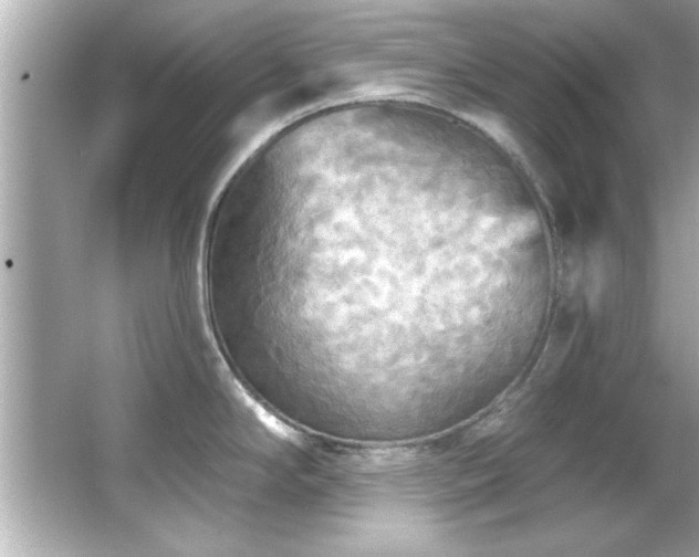 X0000066091294200603101156