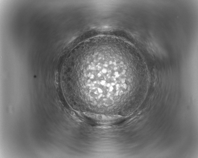 X0000066091301200603101155