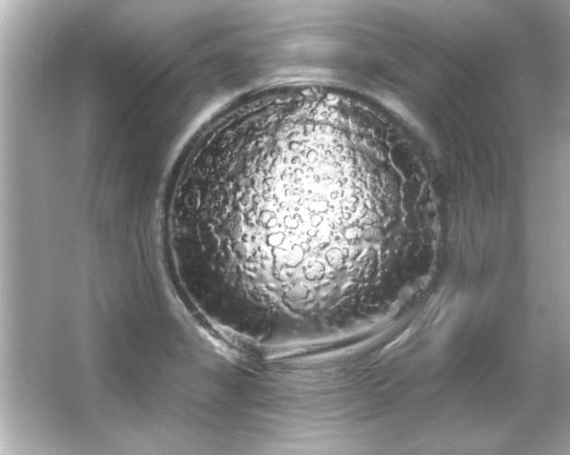 X0000066091325200603101156