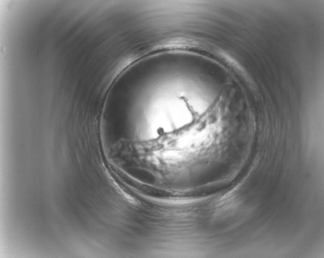 X0000066091329200603101156