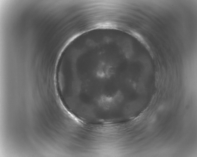 X0000066091331200603101156