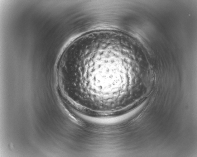 X0000066091371200603101155