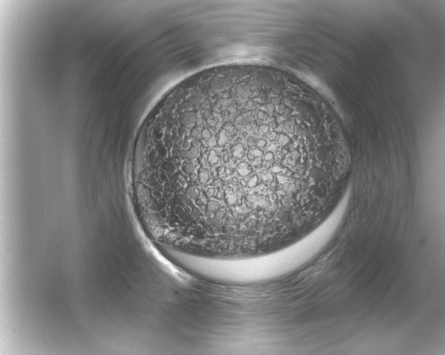 X0000066091383200603101155