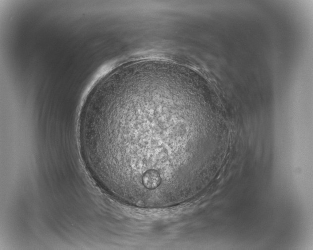 X0000066090006200603131216