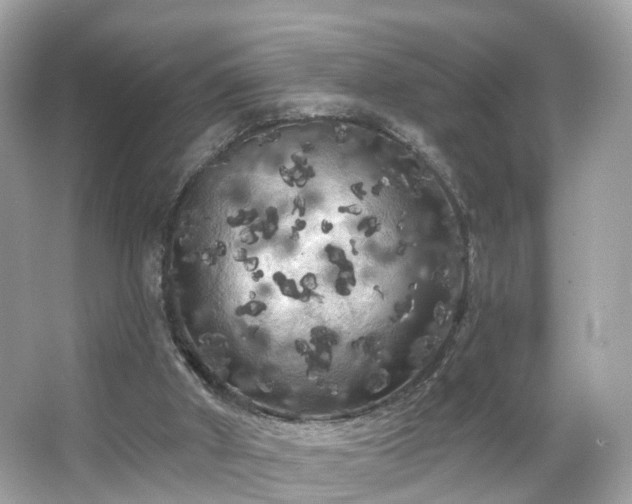 X0000066090010200603131216