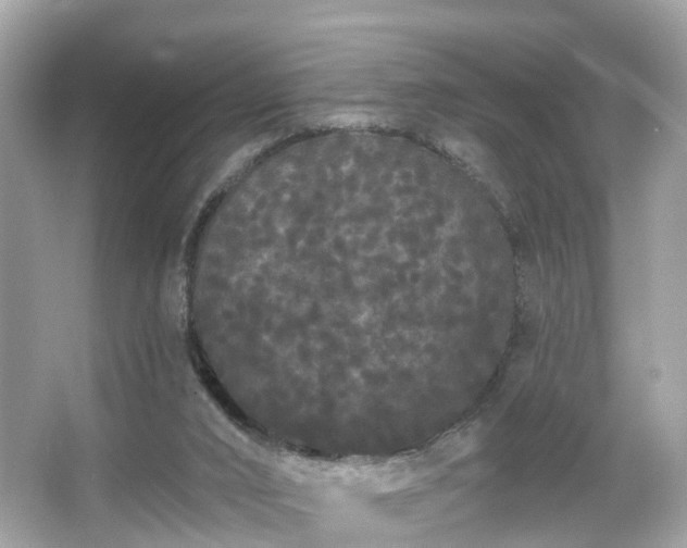 X0000066090016200603131216