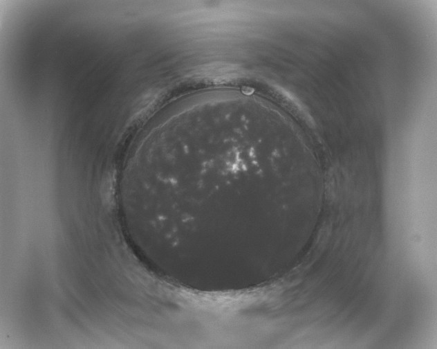 X0000066090018200603131215