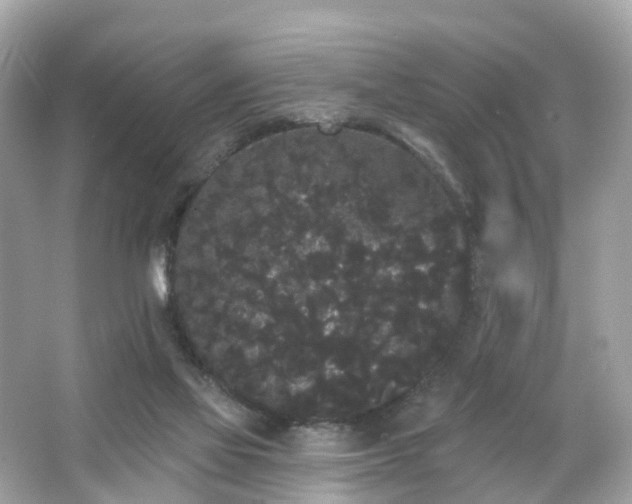 X0000066090069200603131214