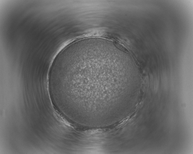 X0000066090100200603131214