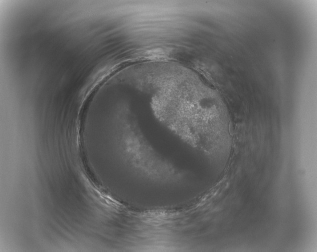 X0000066090194200603131212