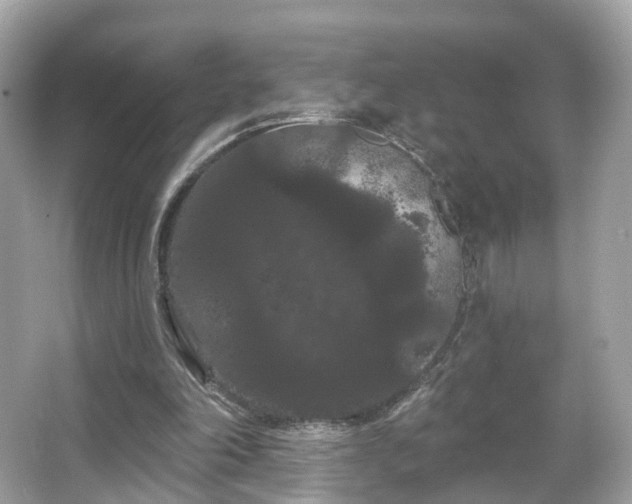 X0000066090198200603131212