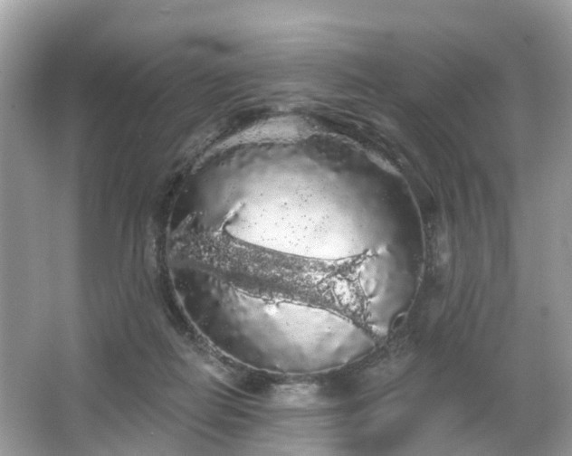 X0000066090266200603131211