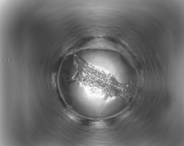 X0000066090286200603131212