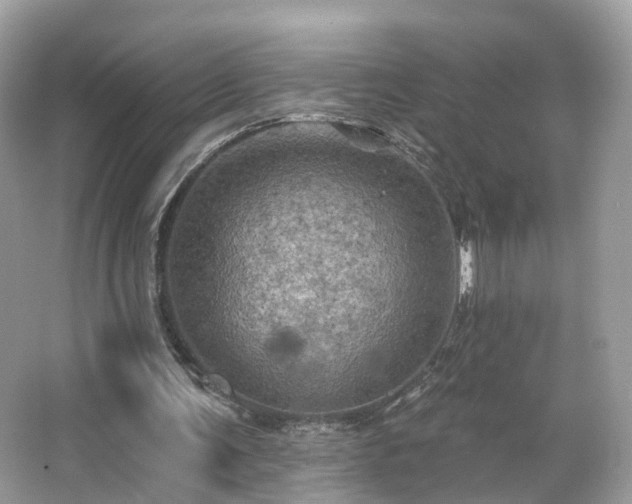 X0000066090291200603131211