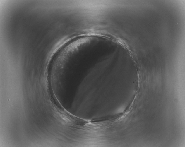 X0000066090295200603131211