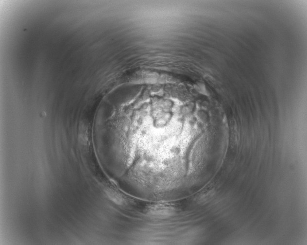 X0000066090331200603131210