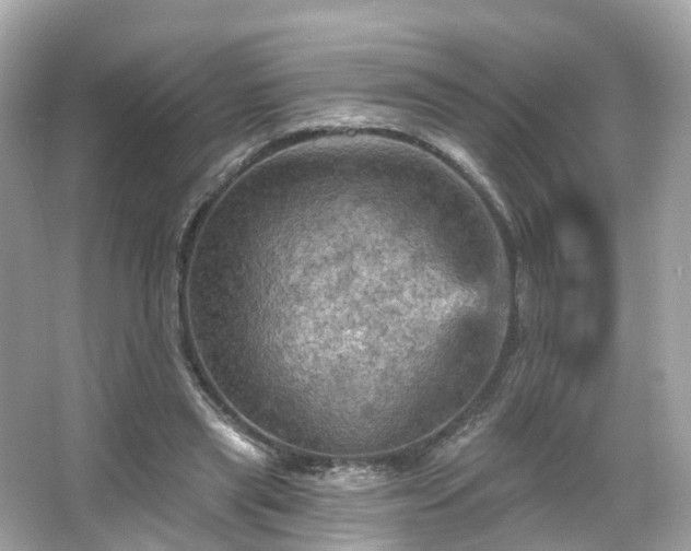 X0000066090445200603131208