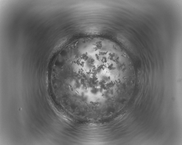 X0000066090494200603131207