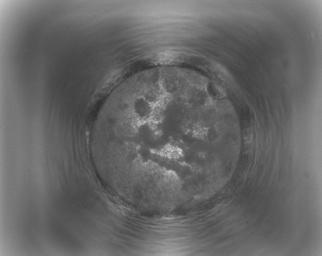 X0000066090503200603131207