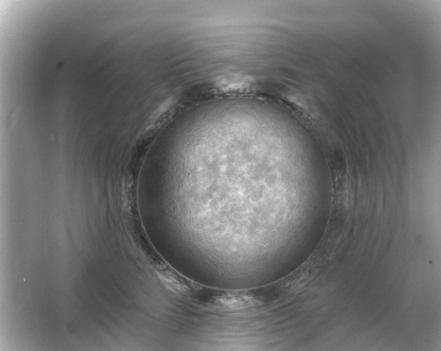 X0000066090712200603131204