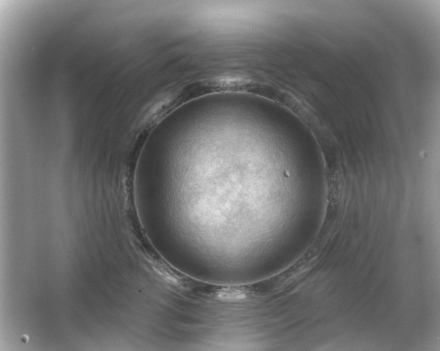 X0000066090762200603131203