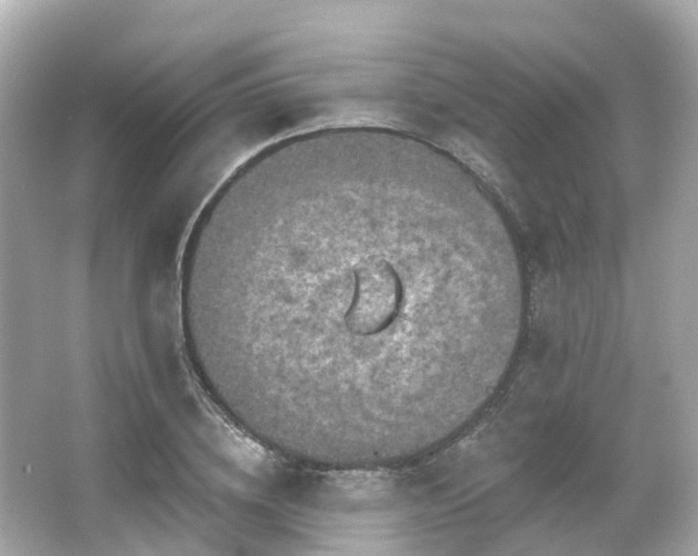 X0000066090836200603131201