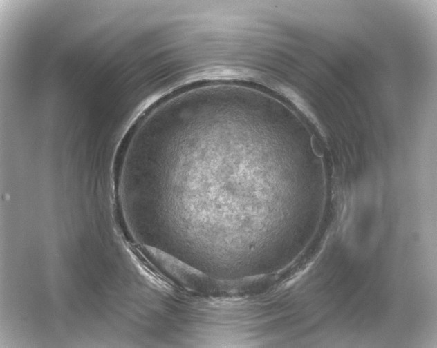 X0000066090837200603131201