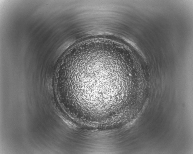 X0000066090881200603131201