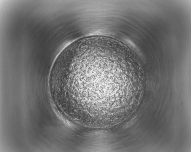 X0000066090892200603131201