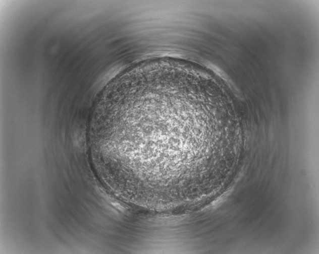 X0000066090977200603131159