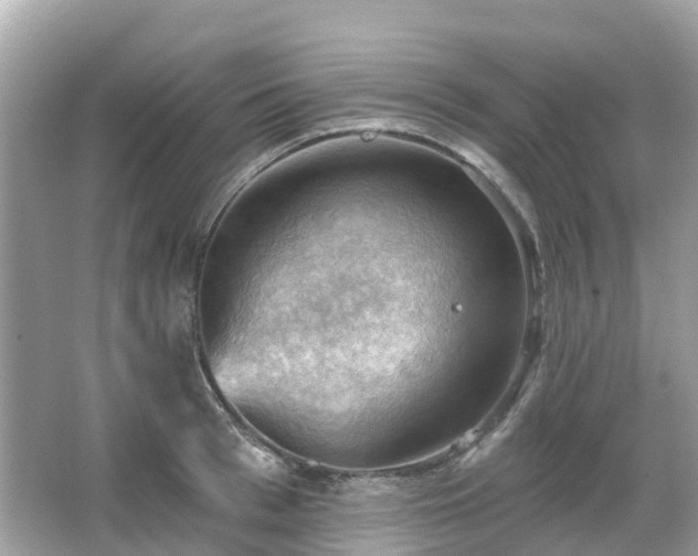 X0000066090993200603131159