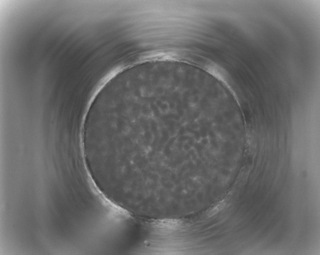 X0000066091090200603131157