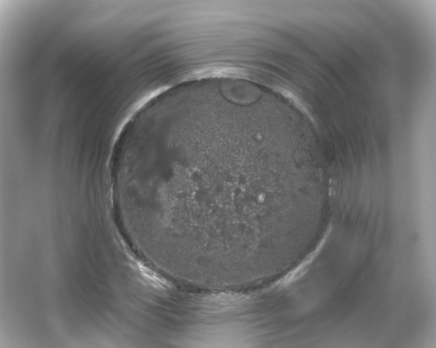 X0000066091117200603131156