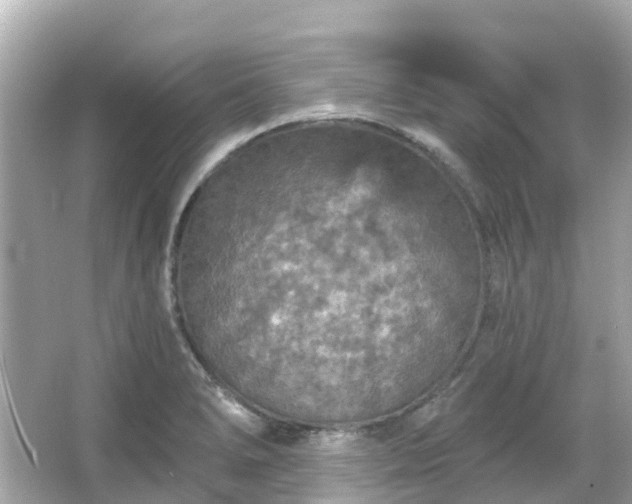 X0000066091278200603131154