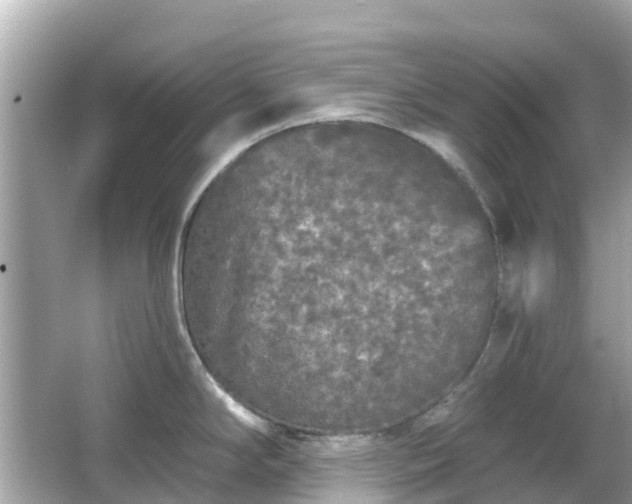 X0000066091294200603131154