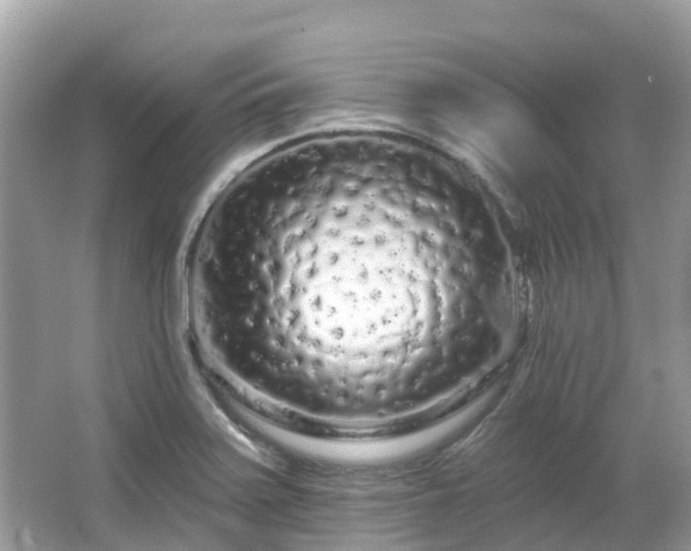 X0000066091371200603131153