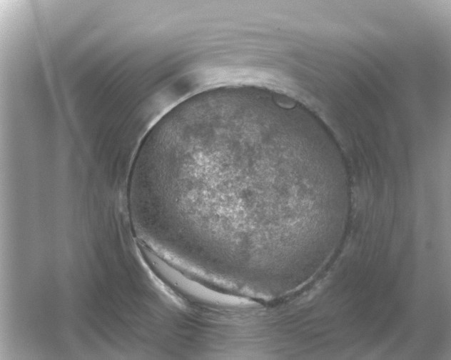 X0000066091521200603131150