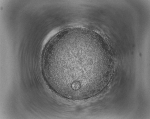 X0000066090006200603171107