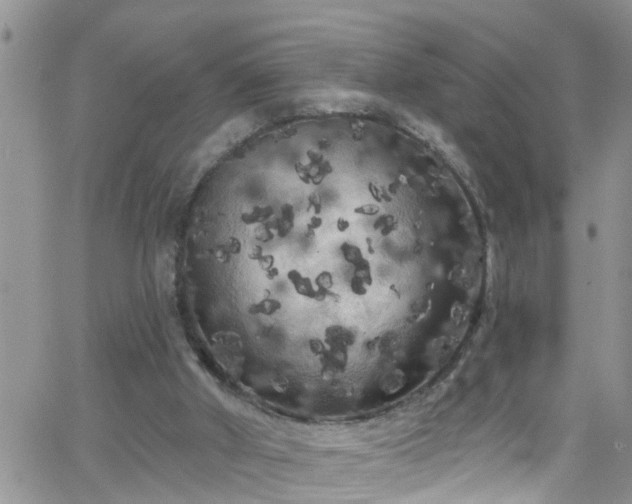 X0000066090010200603171107