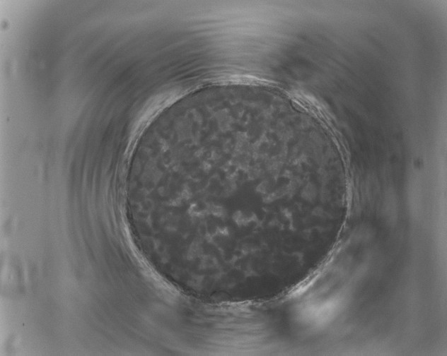 X0000066090049200603171105