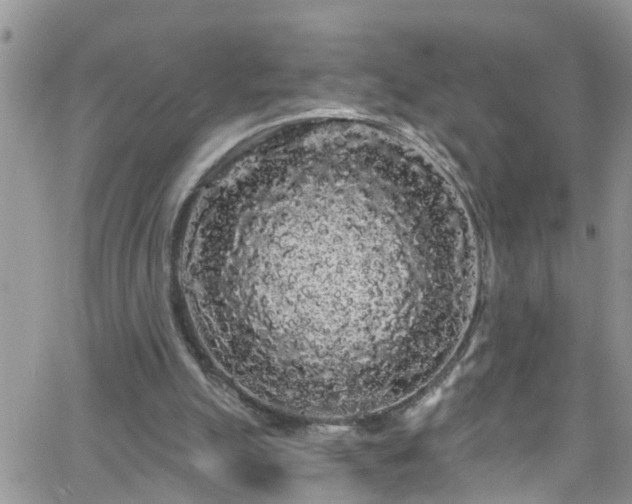 X0000066090055200603171105