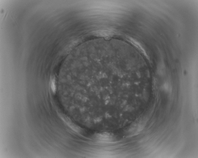 X0000066090069200603171106