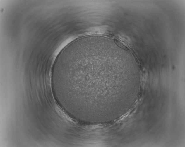 X0000066090100200603171105