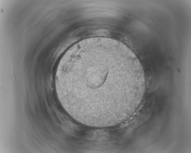 X0000066090146200603171104