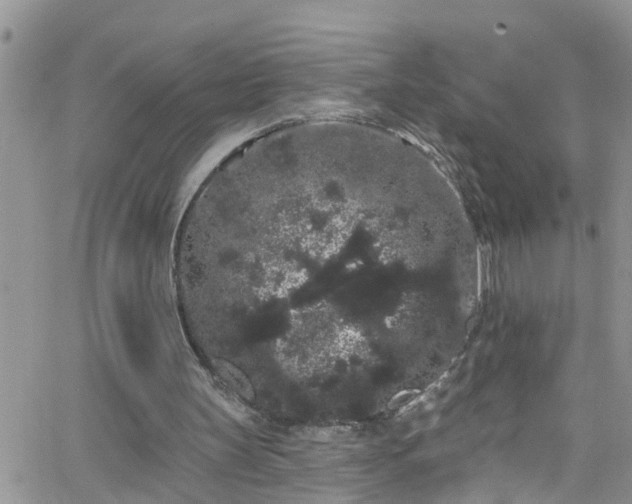 X0000066090147200603171104